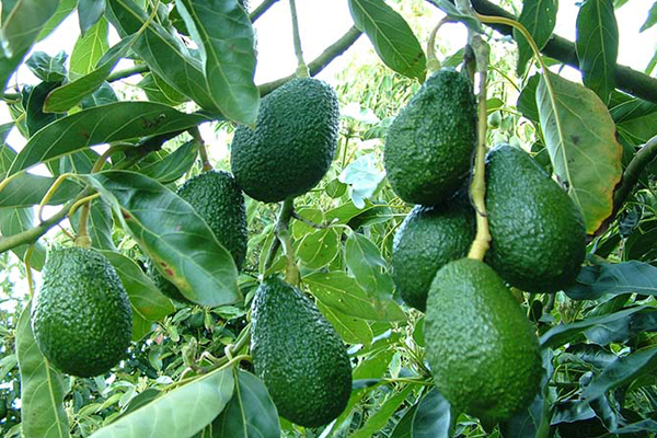 KỸ THUẬT TRỒNG VÀ CHĂM SÓC CÂY BƠ HIỆU QUẢ KỸ THUẬT TRỒNG VÀ CHĂM SÓC CÂY BƠ HIỆU QUẢ