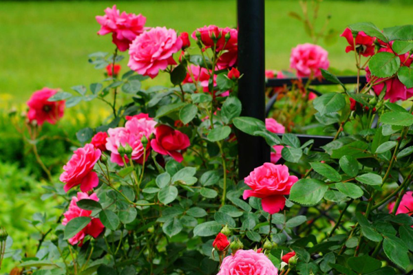 MẸO TRỒNG VÀ CHĂM SÓC HOA HỒNG KHI MỚI MUA VỀ TỶ LỆ SỐNG CAO NHẤT MẸO TRỒNG VÀ CHĂM SÓC HOA HỒNG KHI MỚI MUA VỀ TỶ LỆ SỐNG CAO NHẤT