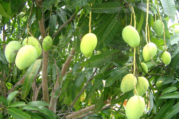 3. Kỹ thuật cắt tỉa và tạo tán