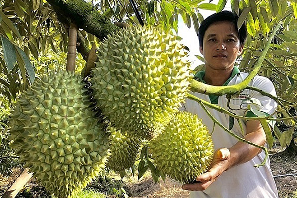 CÁCH TRỒNG VÀ CHĂM SÓC ĐỂ CÂY SẦU RIÊNG KHỎE MẠNH VÀ CHO THU HOẠCH LÂU DÀI