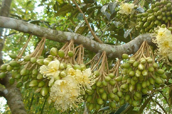 KỸ THUẬT CHẶN ĐỌT SẦU RIÊNG HIỆU QUẢ KỸ THUẬT CHẶN ĐỌT SẦU RIÊNG HIỆU QUẢ