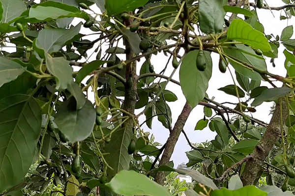 KINH NGHIỆM CHĂM SÓC CÂY BƠ ĐỂ HẠN CHẾ RỤNG TRÁI KINH NGHIỆM CHĂM SÓC CÂY BƠ ĐỂ HẠN CHẾ RỤNG TRÁI