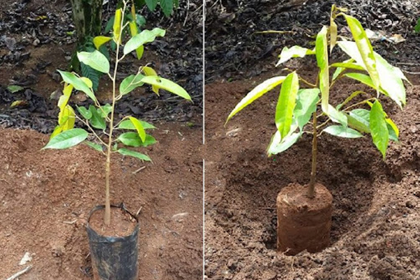 KỸ THUẬT CHĂM SÓC CÂY SẦU RIÊNG CON MỚI TRỒNG KỸ THUẬT CHĂM SÓC CÂY SẦU RIÊNG CON MỚI TRỒNG
