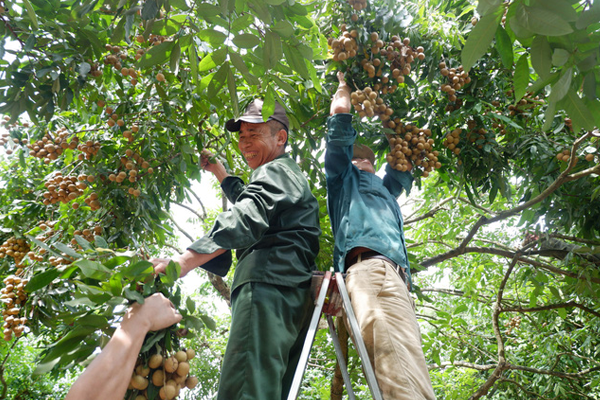 KỸ THUẬT CHĂM SÓC CÂY NHÃN SAU THU HOẠCH