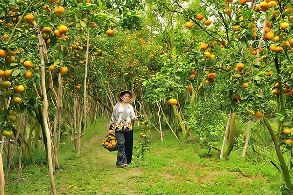 NÊN ĐỂ CỎ TỰ NHIÊN TRONG VƯỜN HAY DIỆT CỎ SẠCH SẼ?