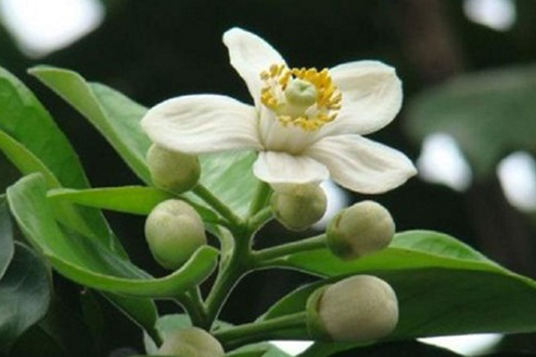 NGUYÊN NHÂN VÀ CÁCH KHẮC PHỤC CÂY ĂN QUẢ RA HOA CÁCH NĂM NGUYÊN NHÂN VÀ CÁCH KHẮC PHỤC CÂY ĂN QUẢ RA HOA CÁCH NĂM