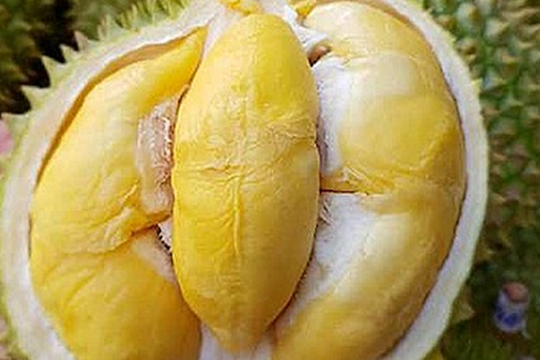 DINH DƯỠNG CHO SẦU RIÊNG GIAI ĐOẠN VÀO CƠM DINH DƯỠNG CHO SẦU RIÊNG GIAI ĐOẠN VÀO CƠM