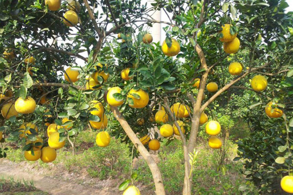 CÁCH CHĂM SÓC CÂY ĂN TRÁI TRONG NHỮNG NGÀY NẮNG NÓNG