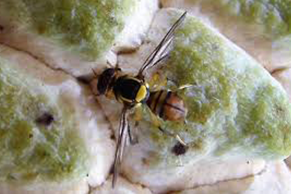 BIỆN PHÁP HẠN CHẾ RUỒI VÀNG HIỆU QUẢ TRÊN CÂY ĂN TRÁI BIỆN PHÁP HẠN CHẾ RUỒI VÀNG HIỆU QUẢ TRÊN CÂY ĂN TRÁI