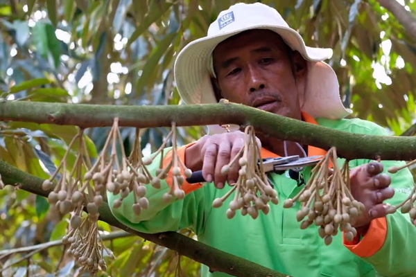 PHƯƠNG PHÁP TỈA HOA SẦU RIÊNG ĐÚNG CÁCH