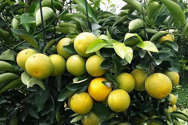CÁCH PHÒNG TRỪ SÂU BỆNH GÂY HẠI TRÊN CÂY CAM XOÀNG CÁCH PHÒNG TRỪ SÂU BỆNH GÂY HẠI TRÊN CÂY CAM XOÀNG