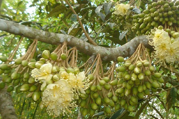 5 BƯỚC XỬ LÝ RA HOA SẦU RIÊNG 5 BƯỚC XỬ LÝ RA HOA SẦU RIÊNG