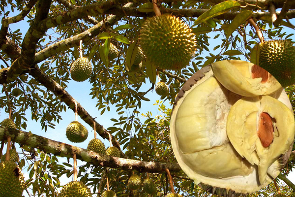 KỸ THUẬT KHẮC PHỤC HIỆN TƯỢNG SƯỢNG CƠM SẦU RIÊNG KỸ THUẬT KHẮC PHỤC HIỆN TƯỢNG SƯỢNG CƠM SẦU RIÊNG