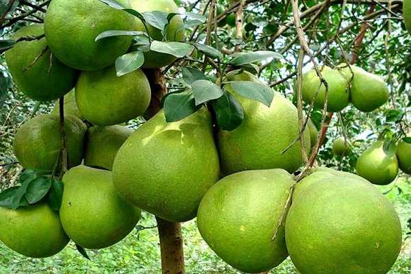 CHĂM SÓC VÀ DƯỠNG TRÁI CÂY ĂN TRÁI NHƯ THẾ NÀO LÀ ĐÚNG CÁCH? CHĂM SÓC VÀ DƯỠNG TRÁI CÂY ĂN TRÁI NHƯ THẾ NÀO LÀ ĐÚNG CÁCH?