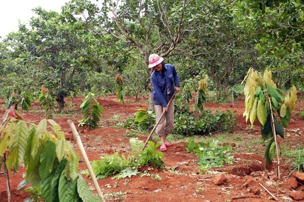 HƯỚNG DẪN QUY TRÌNH CẢI TẠO ĐẤT VƯỜN CÂY ĂN TRÁI