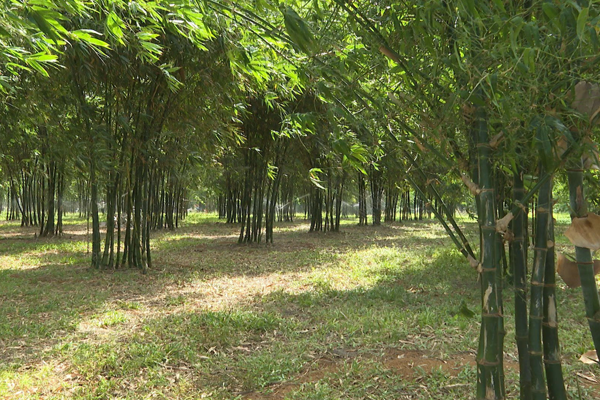 TRE TỨ QUÝ, CÂY TRỒNG MANG LẠI GIÁ TRỊ KINH TẾ VÀ CẢI THIỆN MÔI TRƯỜNG TRE TỨ QUÝ, CÂY TRỒNG MANG LẠI GIÁ TRỊ KINH TẾ VÀ CẢI THIỆN MÔI TRƯỜNG