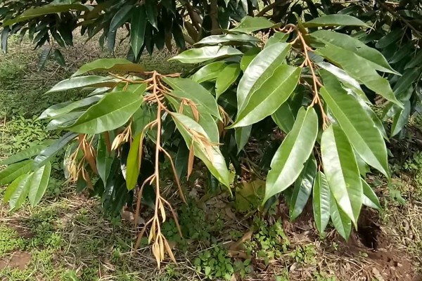 6 BƯỚC CƠ BẢN Ở GIAI ĐOẠN CƠI ĐỌT CỦA CÂY SẦU RIÊNG 6 BƯỚC CƠ BẢN Ở GIAI ĐOẠN CƠI ĐỌT CỦA CÂY SẦU RIÊNG