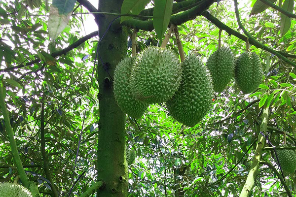 KỸ THUẬT XỬ LÝ CÂY ĐI ĐỌT GIÚP SẦU RIÊNG TRÒN TRÁI, XANH GAI KỸ THUẬT XỬ LÝ CÂY ĐI ĐỌT GIÚP SẦU RIÊNG TRÒN TRÁI, XANH GAI