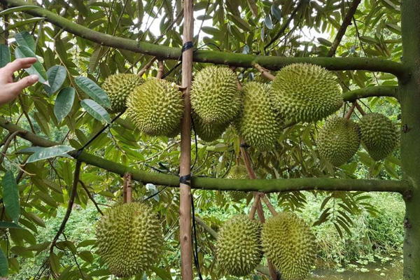 BÍ QUYẾT DƯỠNG CÀNH QUẢ TO KHỎE, VAI TRÒ & TÁC DỤNG CỦA BÍ QUYẾT DƯỠNG CÀNH QUẢ TO KHỎE, VAI TRÒ & TÁC DỤNG CỦA