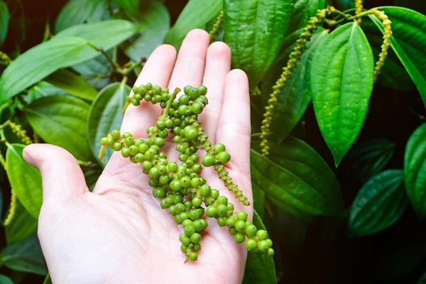 BIỆN PHÁP PHÒNG TRỪ RỤNG BÔNG VÀ TRÁI NON TRÊN CÂY TIÊU