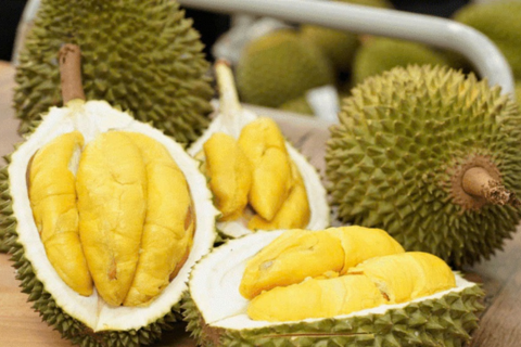 SẦU RIÊNG 100-120 NGÀY SAU XỔ NHỤY: BÍ QUYẾT LÊN CƠM, HẠN CHẾ SƯỢNG TRONG MÙA MƯA DẦM