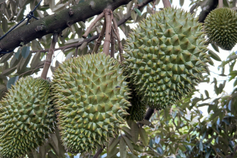 NUÔI TRÁI SẦU RIÊNG 45 NGÀY - 6 LƯU Ý GIÚP TRÁI TRÒN ĐỀU, XANH GAI, GIẢM RỤNG