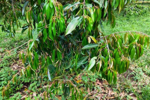 CÂY SẦU RIÊNG BỊ NGỘ ĐỘC PHÂN: DẤU HIỆU VÀ CÁCH XỬ LÝ