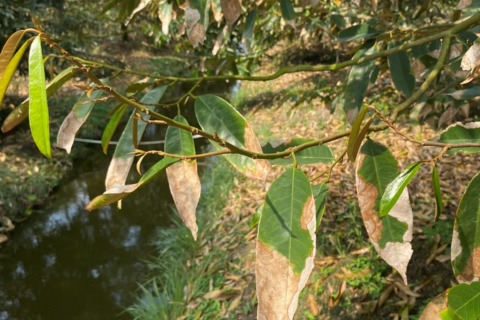 BỆNH CHÁY LÁ TRÊN CÂY SẦU RIÊNG: NGUYÊN NHÂN & CÁCH TRỊ TỪ HỢP TRÍ