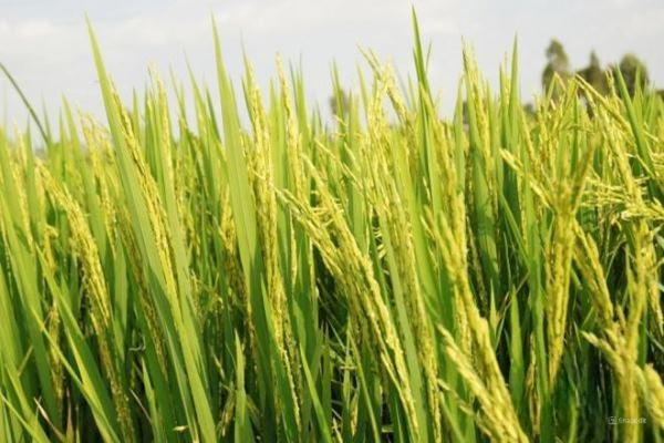 BỆNH LEM LÉP HẠT TRÊN CÂY LÚA: NGUYÊN NHÂN VÀ CÁCH PHÒNG TRỪ BỆNH LEM LÉP HẠT TRÊN CÂY LÚA: NGUYÊN NHÂN VÀ CÁCH PHÒNG TRỪ