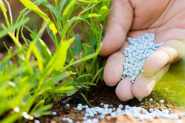 NHỮNG ĐIỀU CẦN BIẾT ĐỂ BÓN PHÂN HÓA HỌC CHO CÂY ĂN TRÁI ĐÚNG CÁCH NHỮNG ĐIỀU CẦN BIẾT ĐỂ BÓN PHÂN HÓA HỌC CHO CÂY ĂN TRÁI ĐÚNG CÁCH