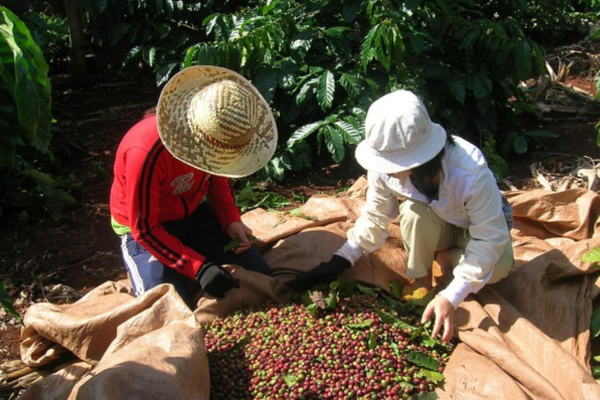 BÓN LÂN CHO CÀ PHÊ VÀO THỜI ĐIỂM NÀO ĐỂ ĐẠT NĂNG SUẤT CAO? BÓN LÂN CHO CÀ PHÊ VÀO THỜI ĐIỂM NÀO ĐỂ ĐẠT NĂNG SUẤT CAO?