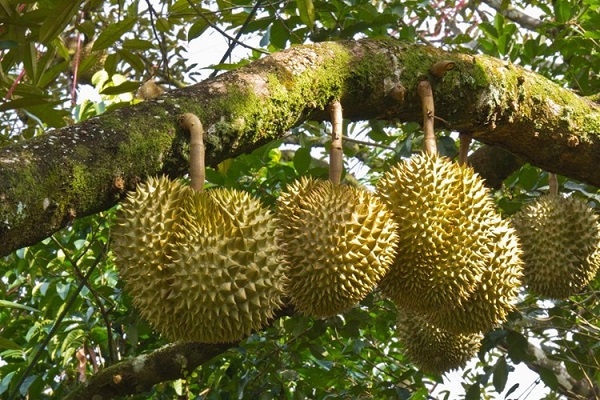 Cách bón vôi cho cây sầu riêng: Hướng dẫn chi tiết và hiệu quả Cách bón vôi cho cây sầu riêng: Hướng dẫn chi tiết và hiệu quả