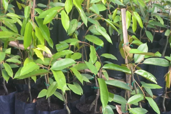 CÁCH CHỌN GIỐNG CÂY SẦU RIÊNG THÁI, RI6, MUSANG KING CÁCH CHỌN GIỐNG CÂY SẦU RIÊNG THÁI, RI6, MUSANG KING