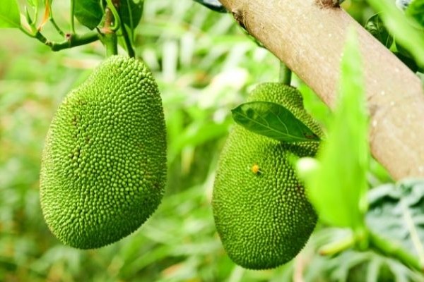 Cách trồng mít thái đạt được năng suất cao Cách trồng mít thái đạt được năng suất cao