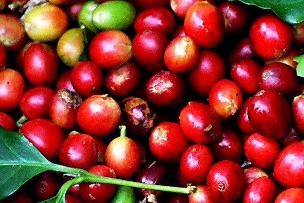 Cập nhật giá cafe 2024 mới nhất Cập nhật giá cafe 2024 mới nhất