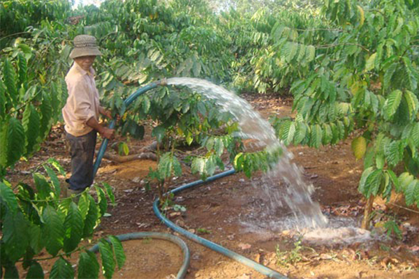 KỸ THUẬT BÓN PHÂN VÀ CHĂM SÓC CÀ PHÊ VÀO MÙA KHÔ