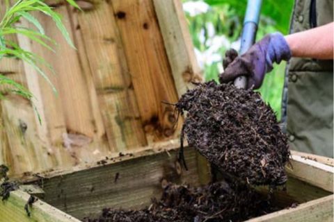 HƯỚNG DẪN Ủ PHÂN CHUỒNG BẰNG TRICHODERMA HIỆU QUẢ, HẠN CHẾ MÙI HÔI