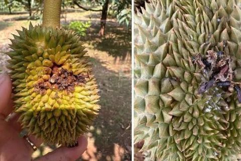 SÂU ĐỤC TRÁI SẦU RIÊNG: CÁCH NHẬN BIẾT VÀ PHÒNG TRỪ HIỆU QUẢ
