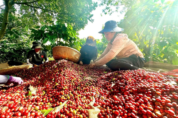 GIÁ CÀ PHÊ HÔM NAY 20/4/2025: ROBUSTA GIỮ ĐỈNH, NỘI ĐỊA ÁP SÁT MỐC 130.000 ĐỒNG/KG GIÁ CÀ PHÊ HÔM NAY 20/4/2025: ROBUSTA GIỮ ĐỈNH, NỘI ĐỊA ÁP SÁT MỐC 130.000 ĐỒNG/KG