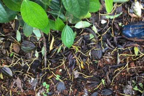 KHẮC PHỤC HIỆN TƯỢNG RỤNG GIÉ TIÊU