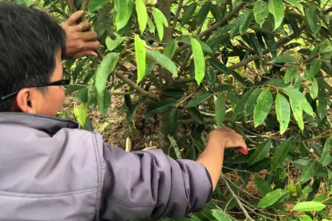 KỸ THUẬT TỈA CÀNH SẦU RIÊNG - TỐI ƯU DINH DƯỠNG CHO CÂY TRỒNG