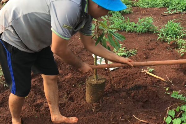 CÁCH LÀM ĐẤT TRỒNG SẦU RIÊNG GIÚP CÂY MAU LỚN, CHO TRÁI NHIỀU CÁCH LÀM ĐẤT TRỒNG SẦU RIÊNG GIÚP CÂY MAU LỚN, CHO TRÁI NHIỀU