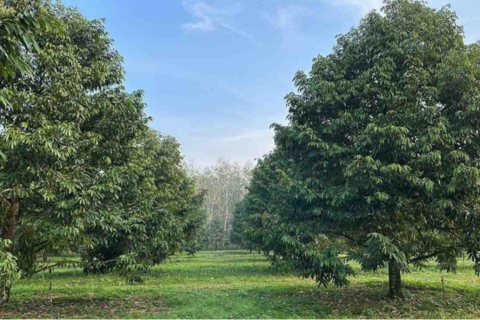 MÔ HÌNH TRỒNG SẦU RIÊNG HIỆU QUẢ CHUẨN VIETGAP, HỮU CƠ, XEN CANH