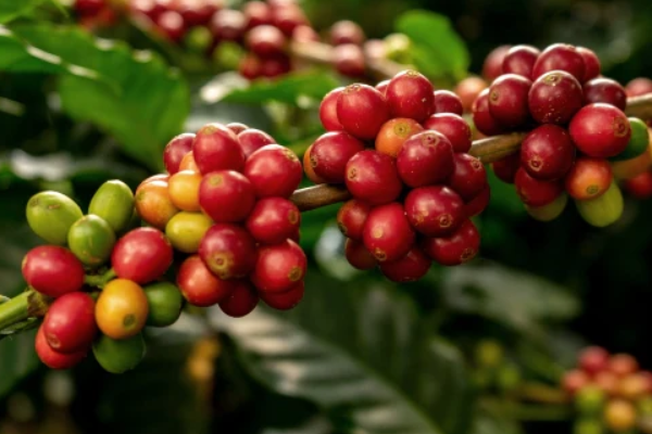 Nguồn gốc và các giống cà phê Arabica Nguồn gốc và các giống cà phê Arabica