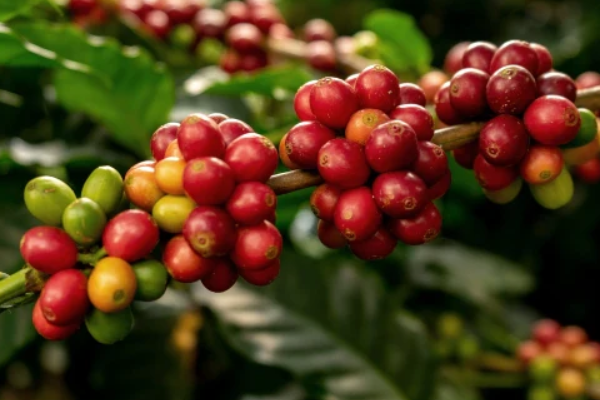 Nguồn gốc và các giống cà phê Arabica