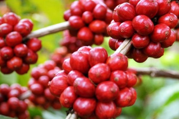 Nguồn gốc và đặc điểm của cà phê Robusta