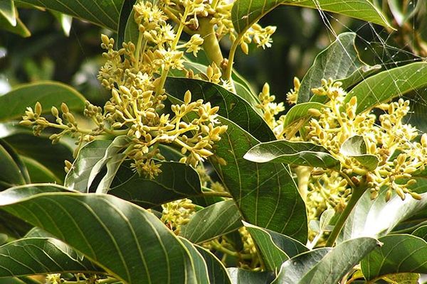 CÂY BƠ RA HOA NHƯNG KHÔNG ĐẬU QUẢ PHẢI LÀM THẾ NÀO? CÂY BƠ RA HOA NHƯNG KHÔNG ĐẬU QUẢ PHẢI LÀM THẾ NÀO?