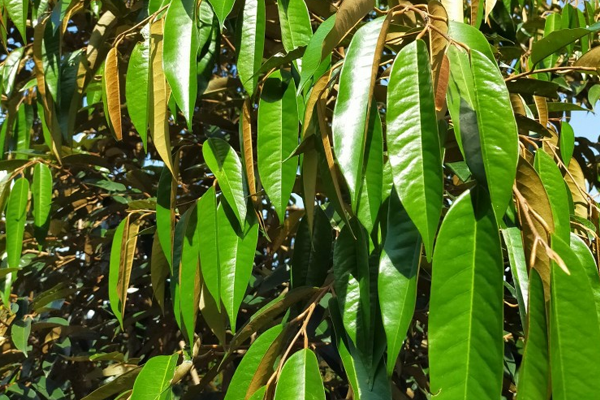 CÁCH GIỮ LÁ SẦU RIÊNG XANH VÀ KHỎE MẠNH CÁCH GIỮ LÁ SẦU RIÊNG XANH VÀ KHỎE MẠNH