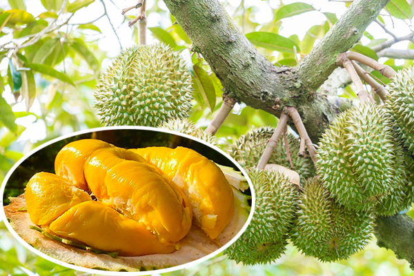 CÁCH VÔ CƠM SẦU RIÊNG, LÊN MÀU CƠM TỐT HƠN KHI MƯA KÉO DÀI CÁCH VÔ CƠM SẦU RIÊNG, LÊN MÀU CƠM TỐT HƠN KHI MƯA KÉO DÀI