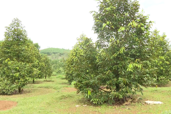 KỸ THUẬT BÓN HUMIC CHO SẦU RIÊNG